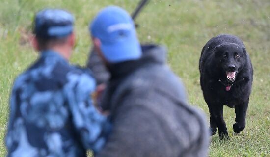 Russia Dog Handlers Competition