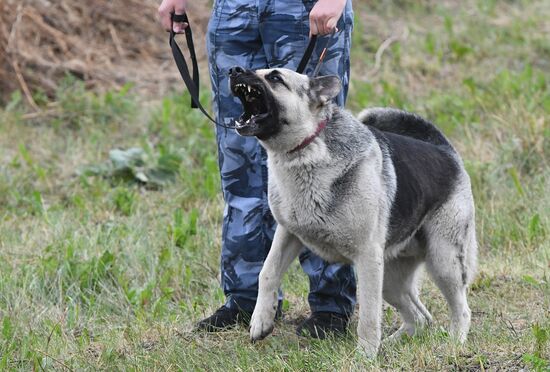 Russia Dog Handlers Competition