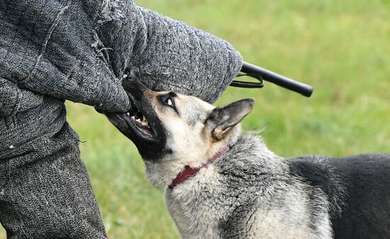 Russia Dog Handlers Competition