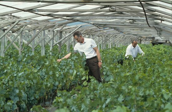 Anapa Regional Experimental Viticulture Station
