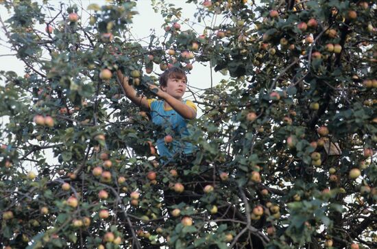 Belarusian bee-keeper Pimen Rusalovsky
