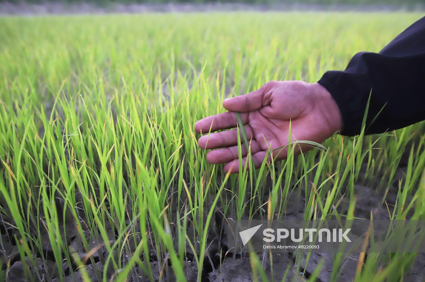 Russia Agriculture Rice