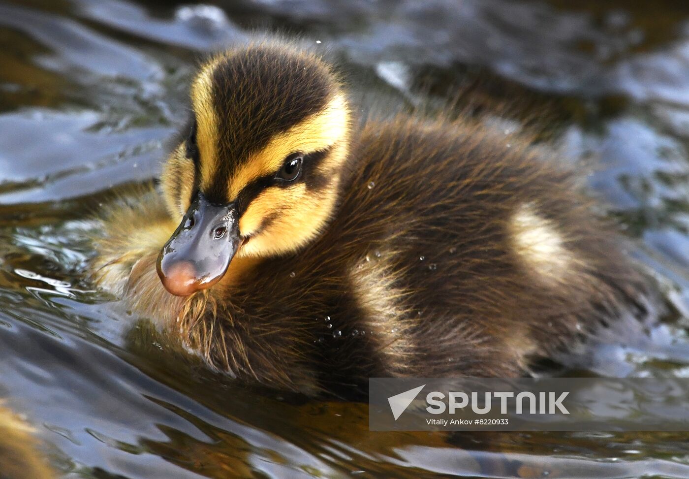 Russia Wildlife