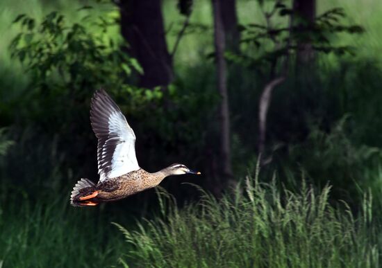 Russia Wildlife