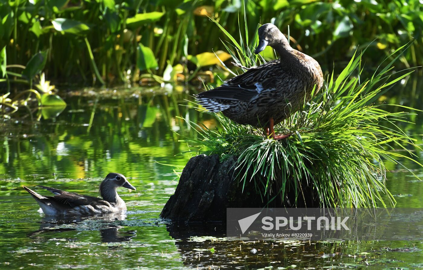 Russia Wildlife