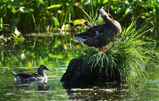 Russia Wildlife