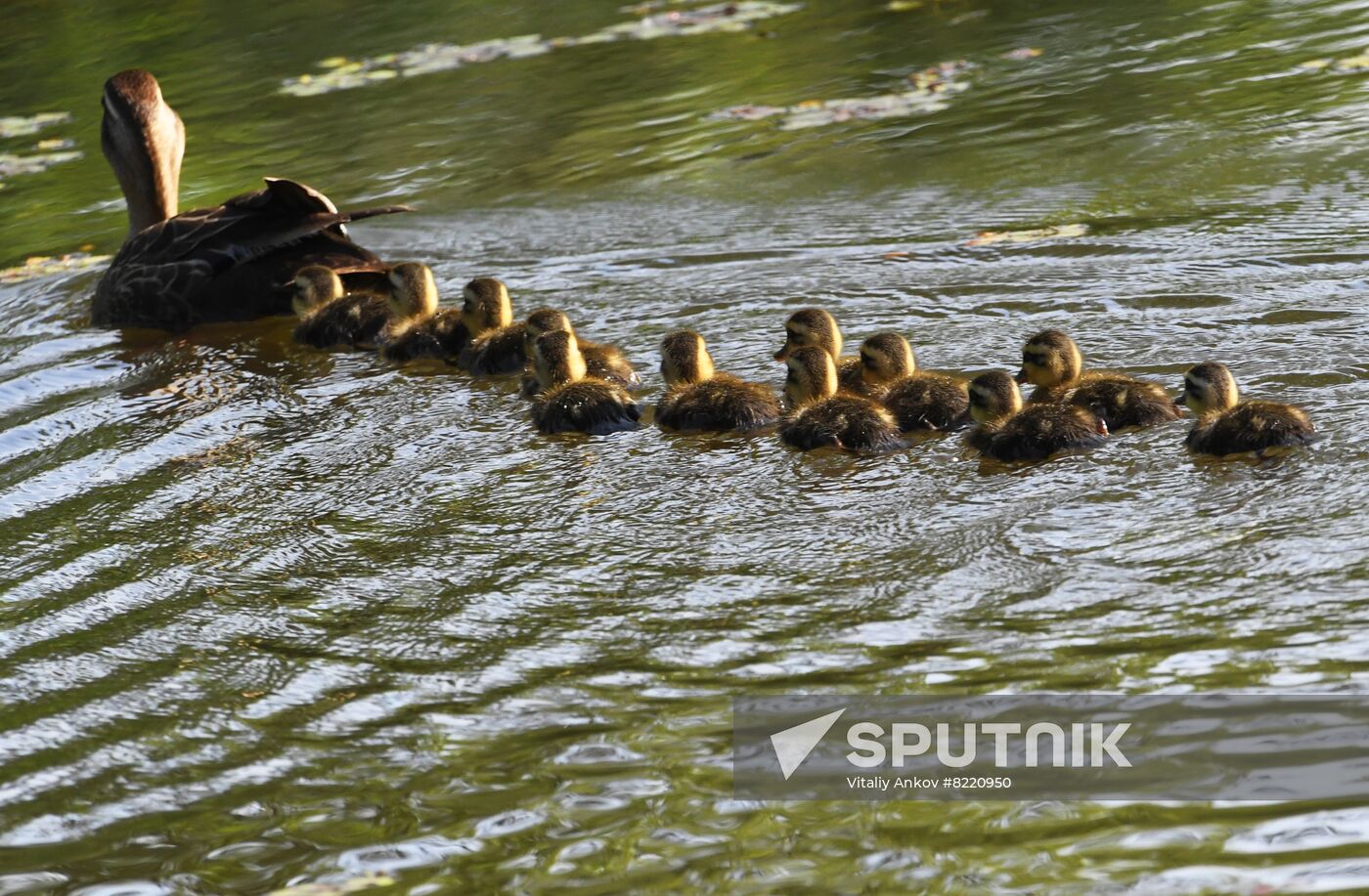 Russia Wildlife