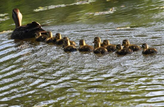 Russia Wildlife