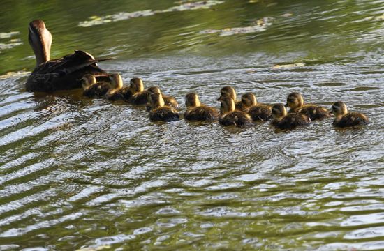 Russia Wildlife