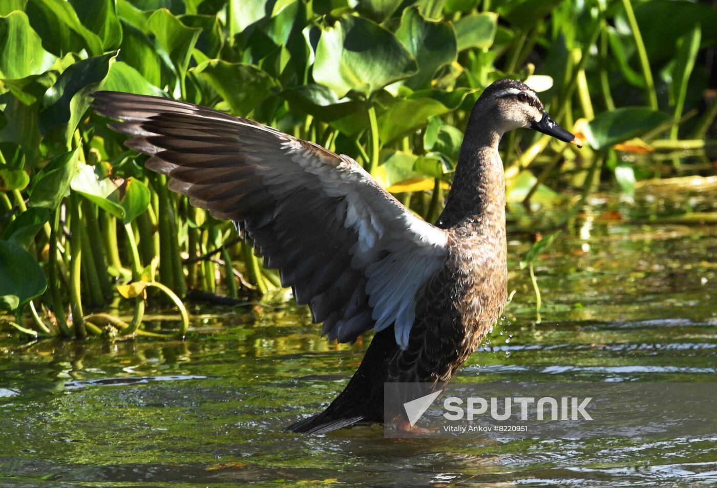 Russia Wildlife