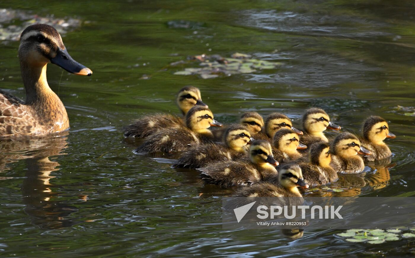 Russia Wildlife