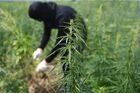 A law enforcement officer cuts down marijuana plants while destroying a plantation in the course of Russia's military operation in Ukraine, outside Melitopol, Zaporizhzhia region, partially controlled by pro-Russian troops, Ukraine. Location: Ukraine, Zaporizhzhia region. Author: Alexey Maishev. Ukraine Russia Military Operation Marijuana Plantation Destroying