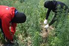 Law enforcement officers cut down marijuana plants while destroying a plantation in the course of Russia's military operation in Ukraine, outside Melitopol, Zaporizhzhia region, partially controlled by pro-Russian troops, Ukraine. Location: Ukraine, Zaporizhzhia region. Author: Alexey Maishev. Ukraine Russia Military Operation Marijuana Plantation Destroying