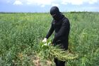 Ukraine Russia Military Operation Marijuana Plantation Destroying