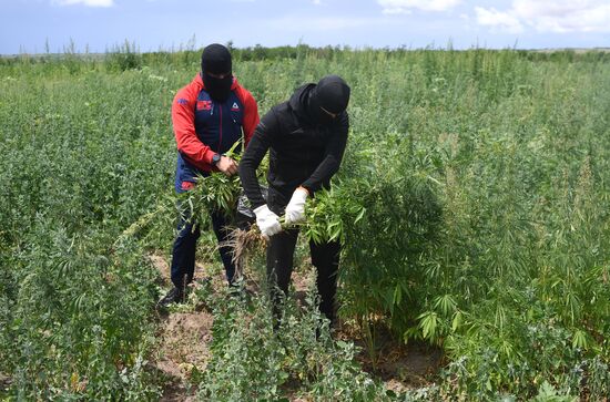 Ukraine Russia Military Operation Marijuana Plantation Destroying