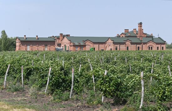 Russia Wine Industry