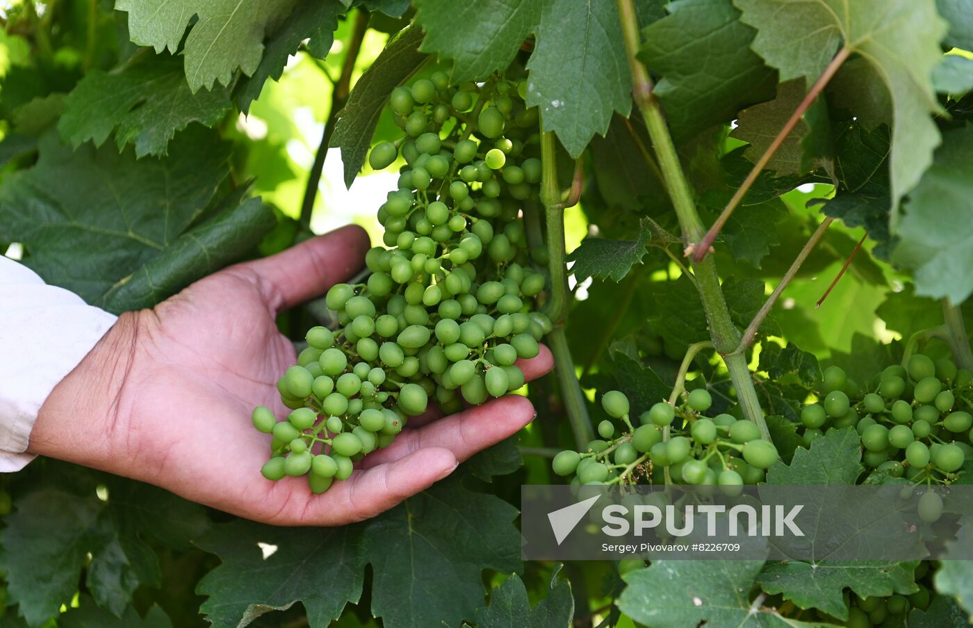 Russia Wine Industry