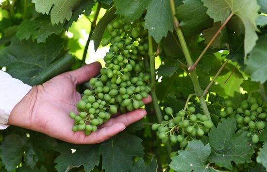 Russia Wine Industry