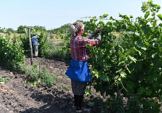 Russia Wine Industry