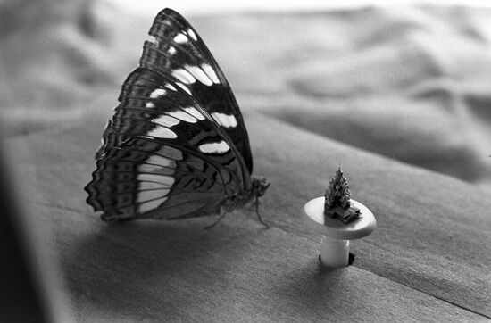 Omsk artist / micro-miniaturist Anaoly Konenko