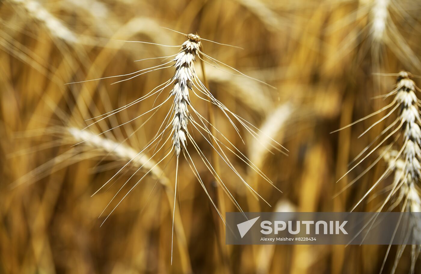 Ukraine Agriculture Wheat Harvesting