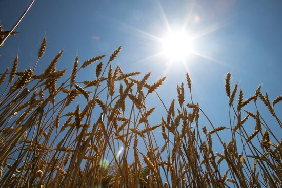 Russia Agriculture Wheat Harvesting