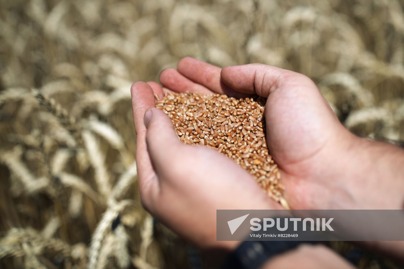 Russia Agriculture Wheat Harvesting