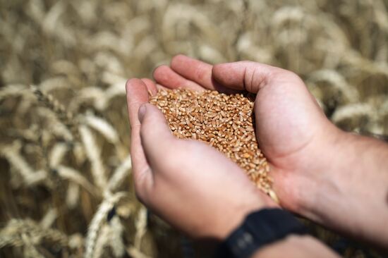 Russia Agriculture Wheat Harvesting