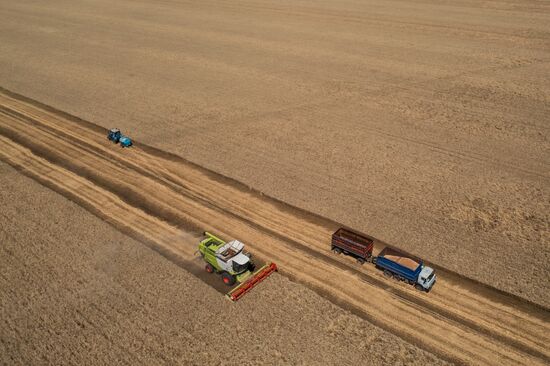 Russia Agriculture Wheat Harvesting