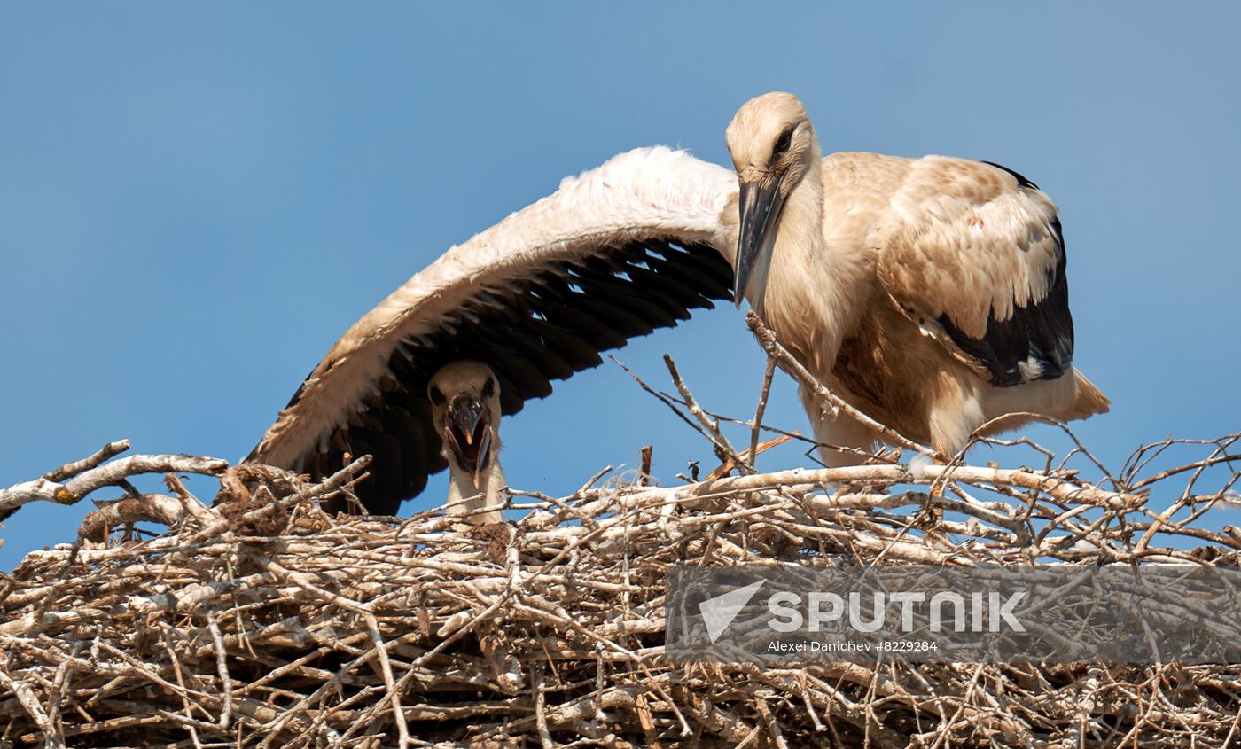 Russia Wild Life