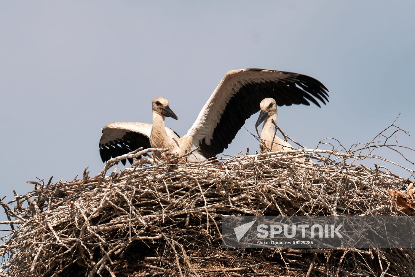 Russia Wild Life