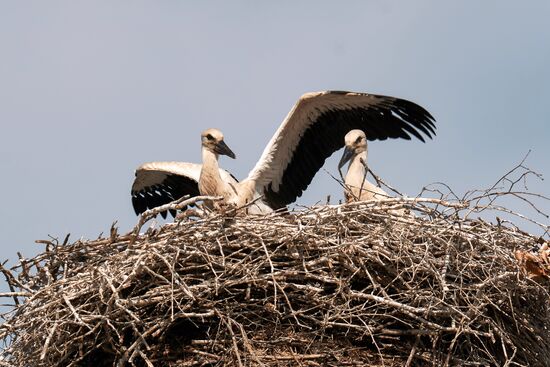 Russia Wild Life
