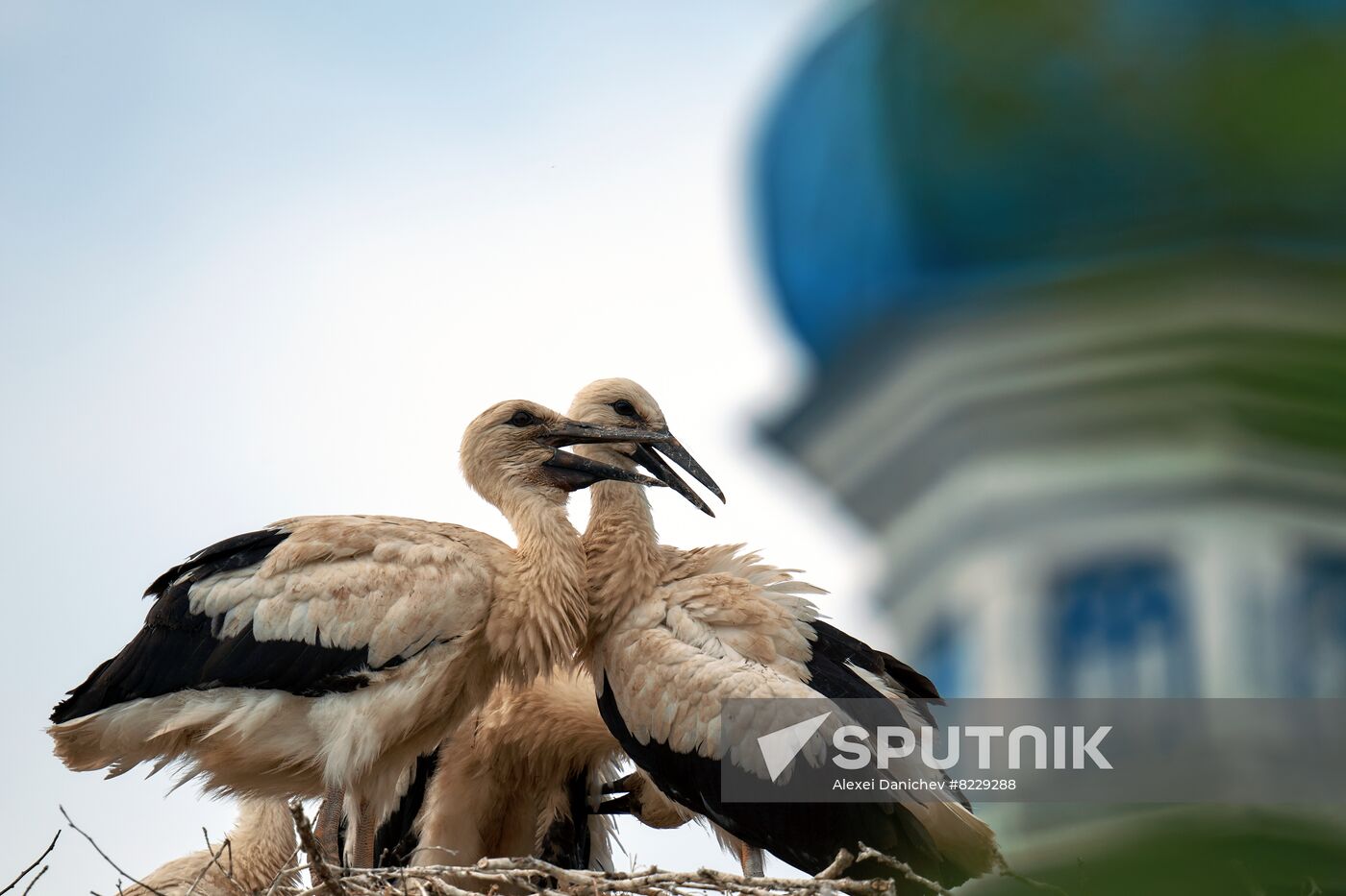 Russia Wild Life