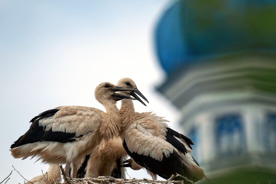 Russia Wild Life