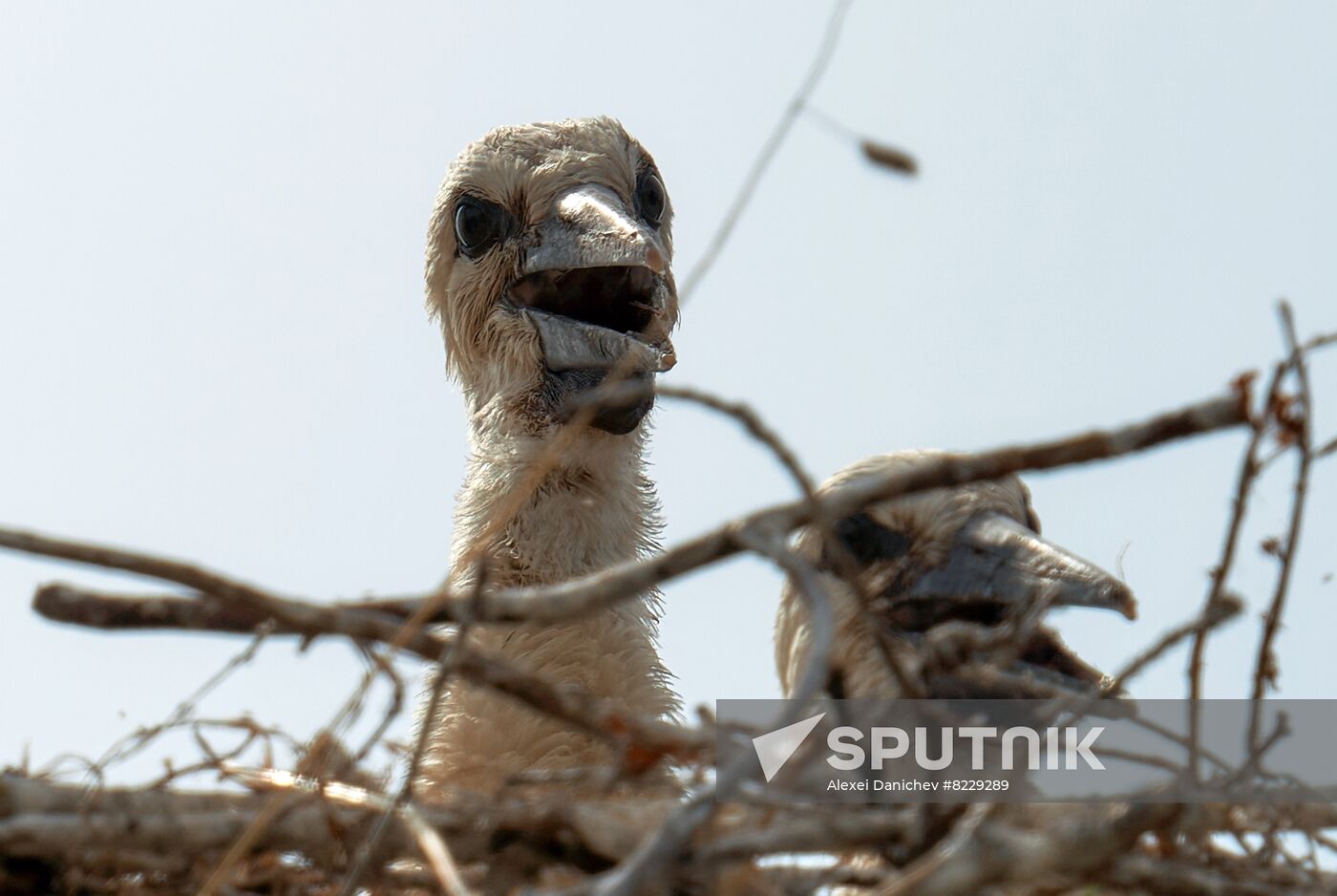 Russia Wild Life