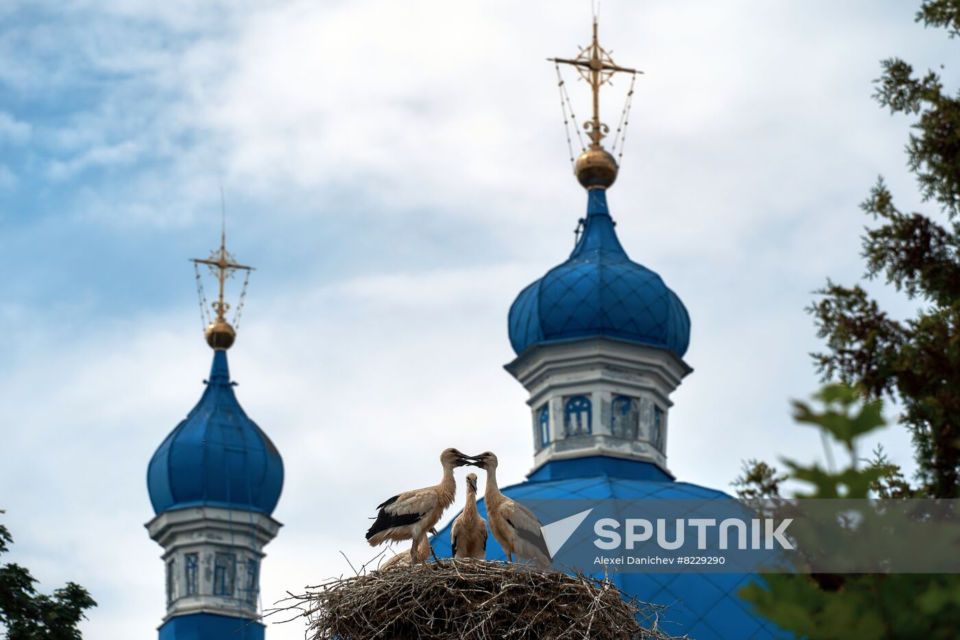 Russia Wild Life