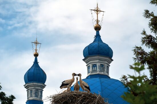 Russia Wild Life