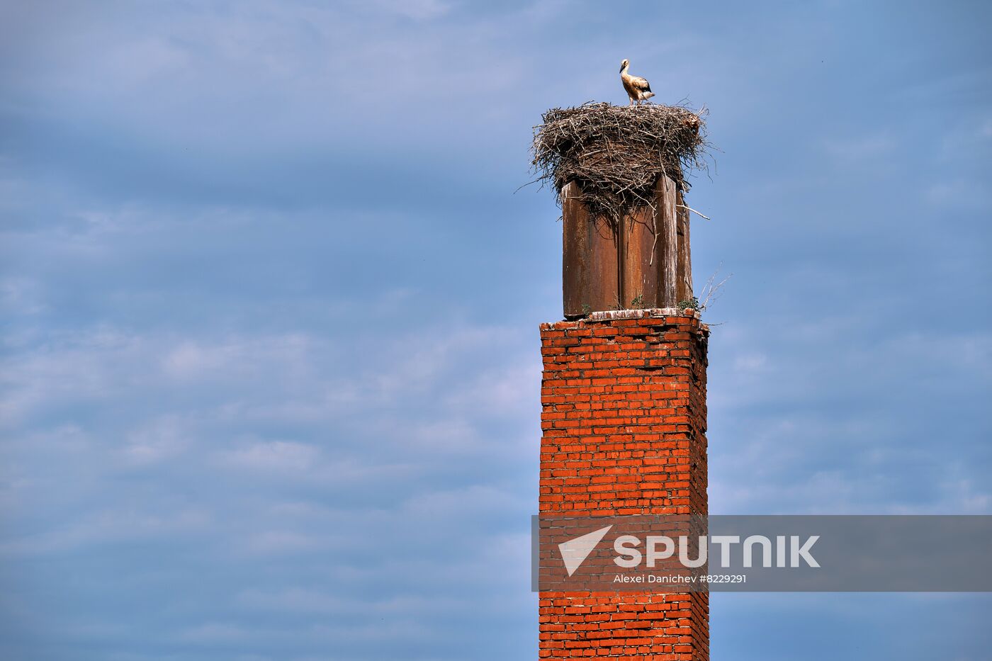 Russia Wild Life