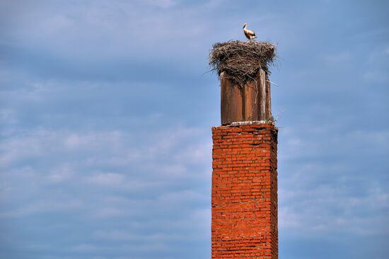 Russia Wild Life