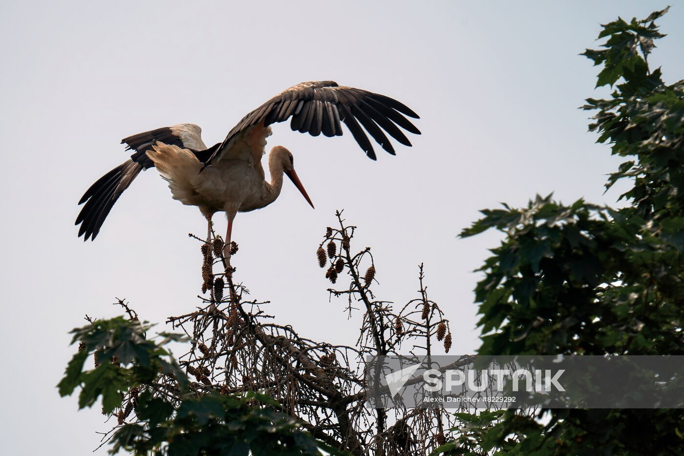 Russia Wild Life