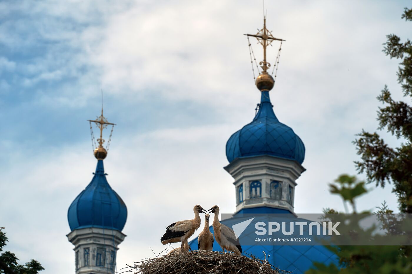 Russia Wild Life