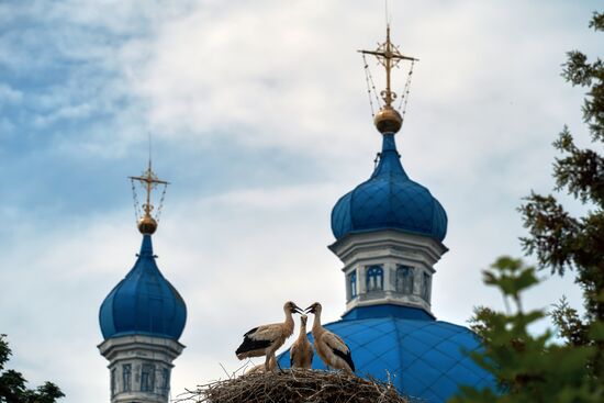 Russia Wild Life