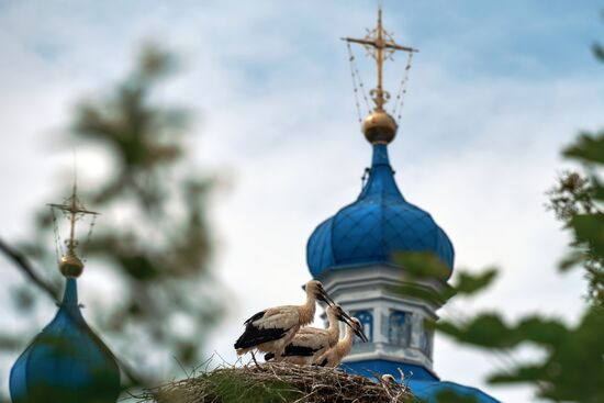 Russia Wild Life