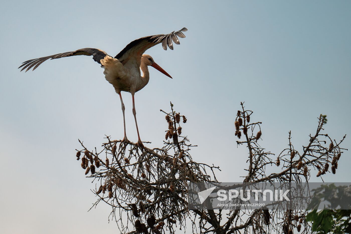 Russia Wild Life