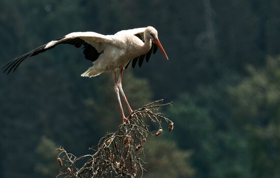 Russia Wild Life