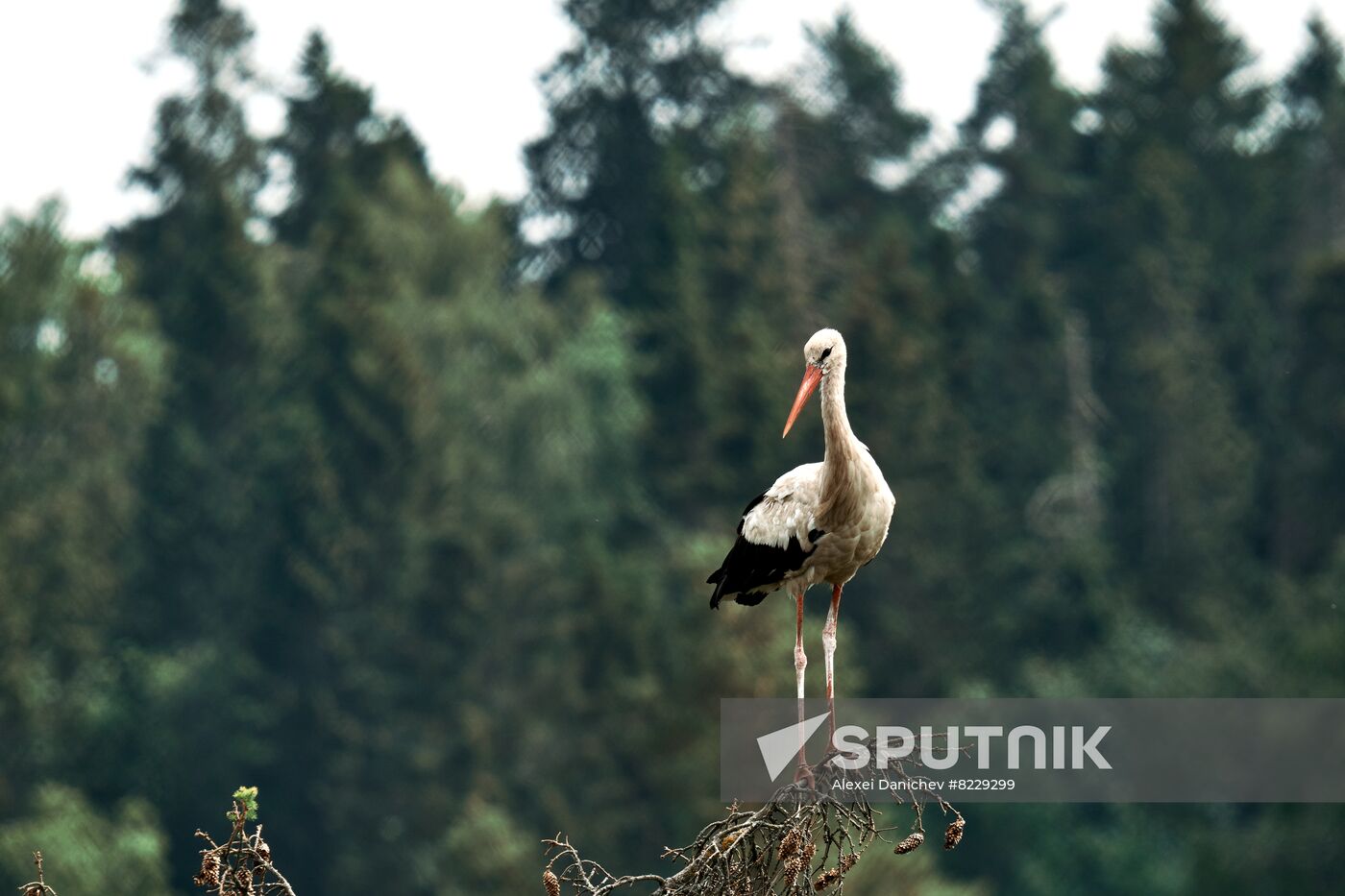 Russia Wild Life