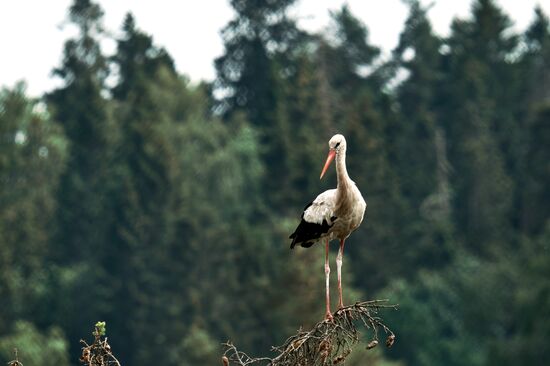 Russia Wild Life