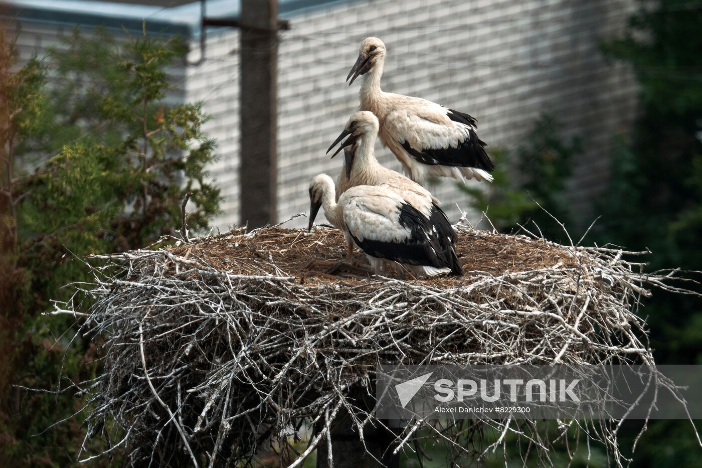 Russia Wild Life
