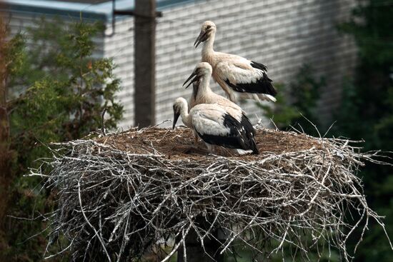 Russia Wild Life