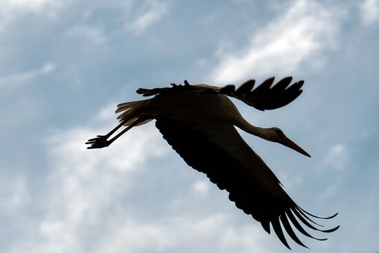 Russia Wild Life